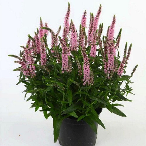 Veronica 'Candela Pink' - Mailane 'Candela Pink' 